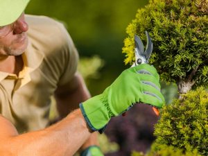 Fall Pruning Guide ()